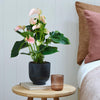 Peach Anthurium & Pot