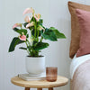 Peach Anthurium & Pot