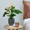 Peach Anthurium & Pot