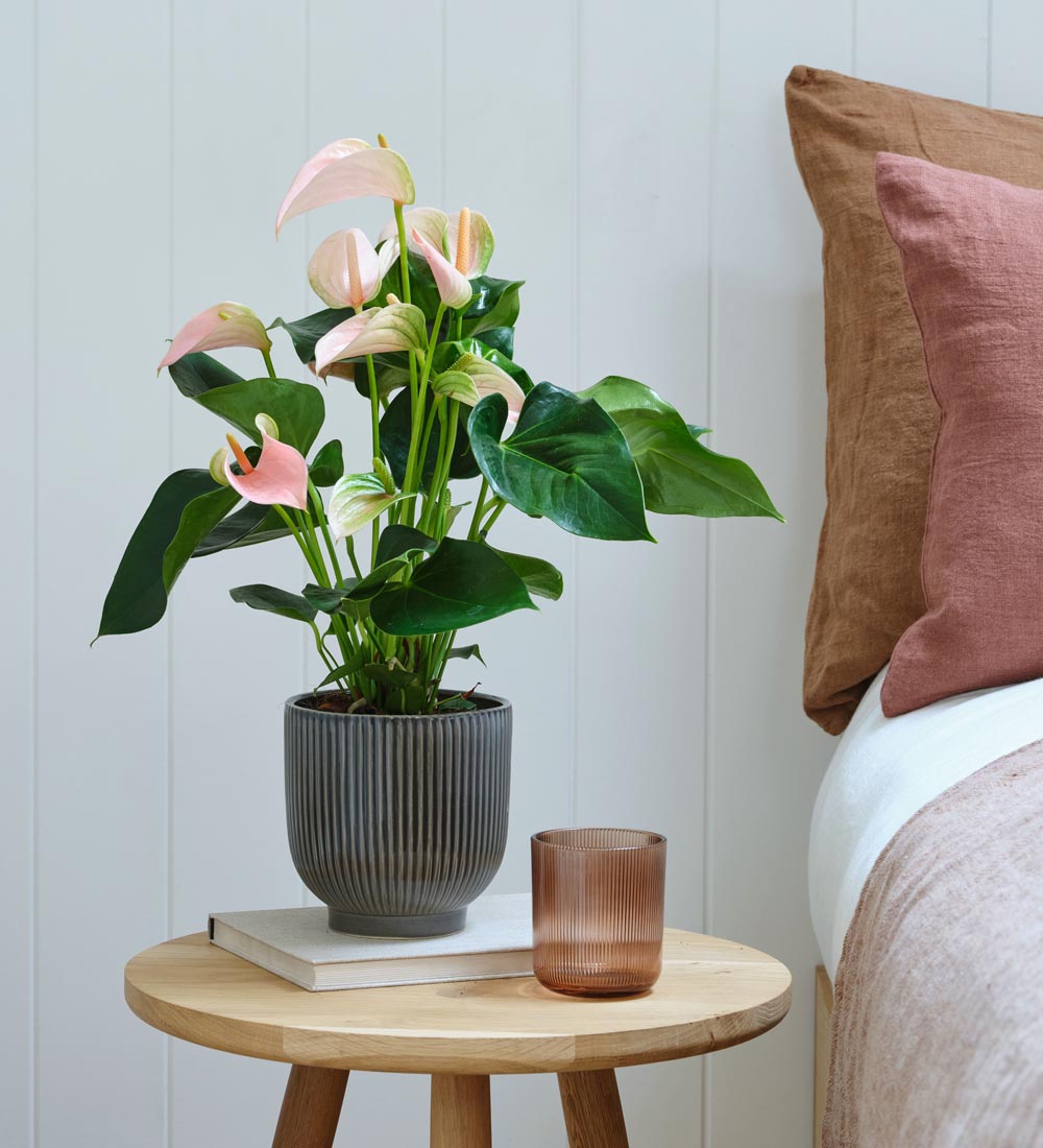 Peach Anthurium & Pot