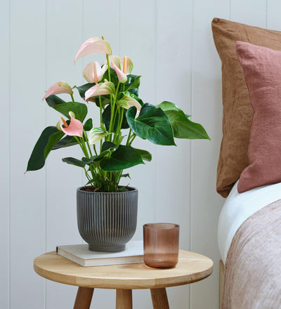 Peach Anthurium & Pot