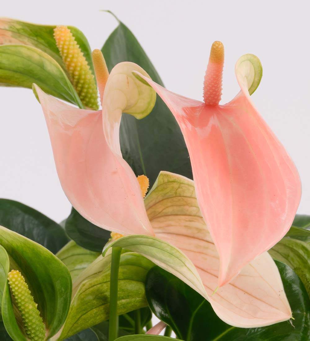 Peach Anthurium & Pot