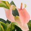Anthurium