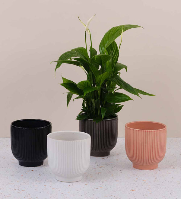 Indoor Plant Pots