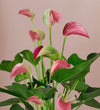Pink Anthurium & Pot