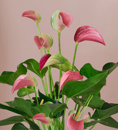 Pink Anthurium & Pot