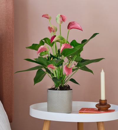 Pink Anthurium & Pot