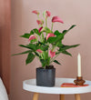 Pink Anthurium & Pot