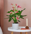 Pink Anthurium & Pot