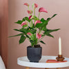 Pink Anthurium & Pot