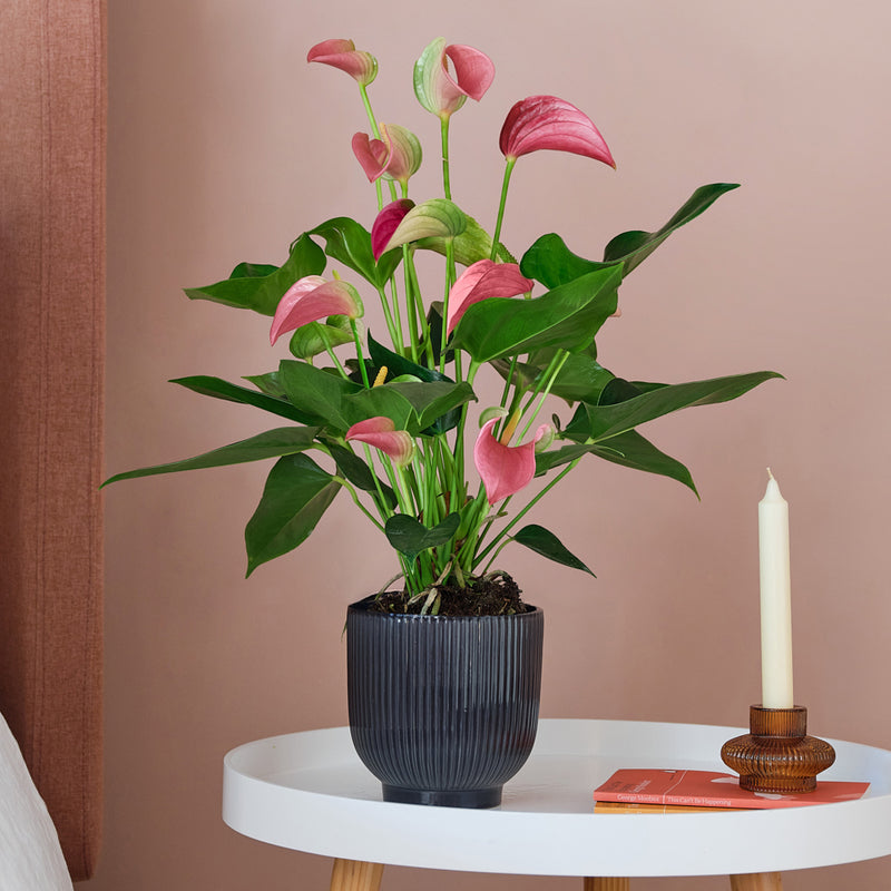 Pink Anthurium & Pot