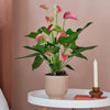 Pink Anthurium & Pot