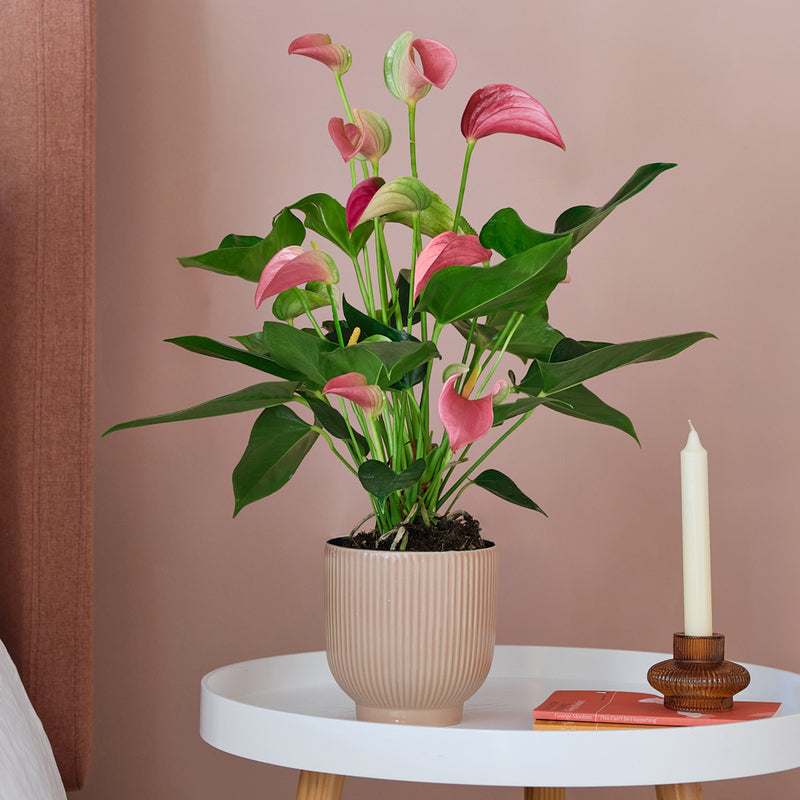 Pink Anthurium & Pot