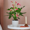 Pink Anthurium & Pot