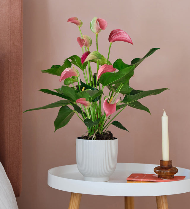 Pink Anthurium in ceramic pot