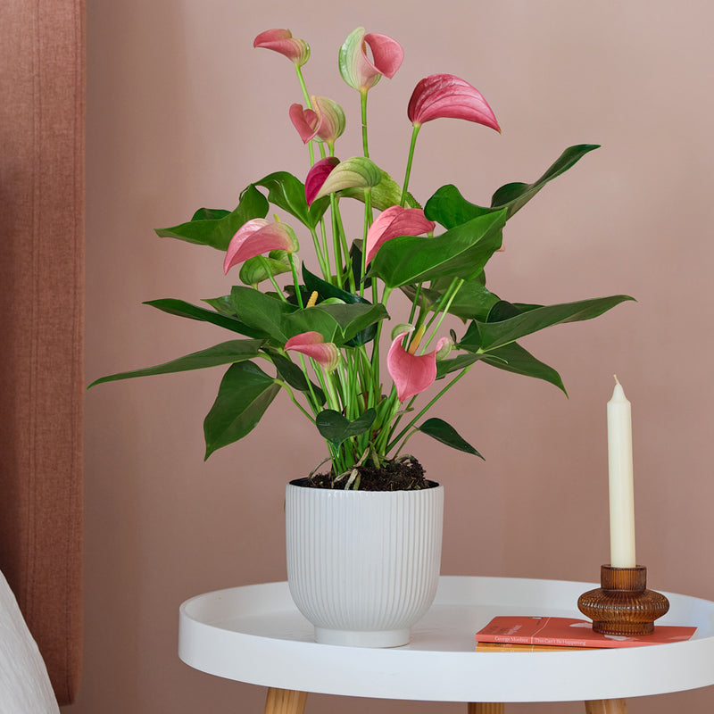 Jasmine & Peach Anthurium Pair