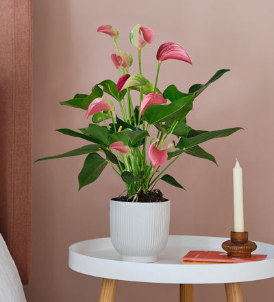 Jasmine & Anthurium Pair