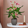 Pink Anthurium & Pot