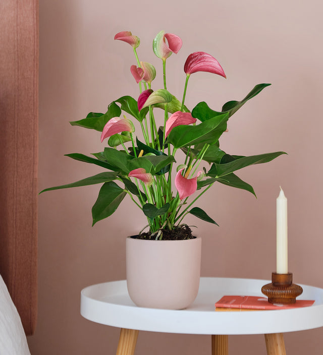 Pink Anthurium & Pot