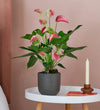 Pink Anthurium & Pot