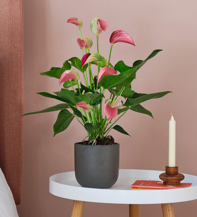 Pink Anthurium & Pot