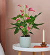 Pink Anthurium & Pot