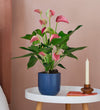 Pink Anthurium & Pot