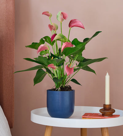 Pink Anthurium & Pot