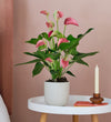 Pink Anthurium & Pot