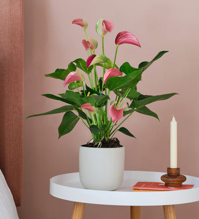 Pink Anthurium & Pot