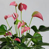 Jasmine & Peach Anthurium Pair