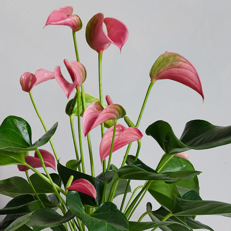 Jasmine & Peach Anthurium Pair