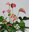 Jasmine & Anthurium Pair