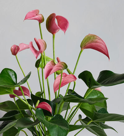 Jasmine & Anthurium Pair