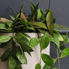 Hanging Hoya Krohniana