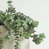 Hanging Crassula Hottentot