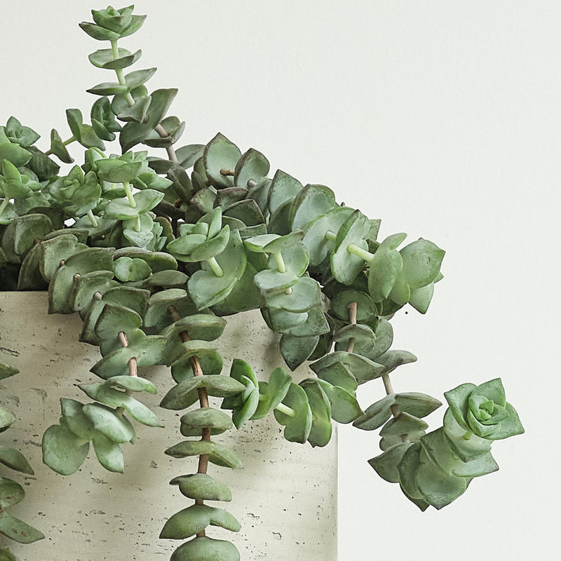Hanging Crassula Hottentot