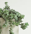 Hanging Crassula Hottentot