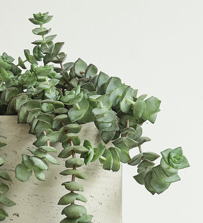 Hanging Crassula Hottentot