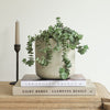 Hanging Crassula Hottentot