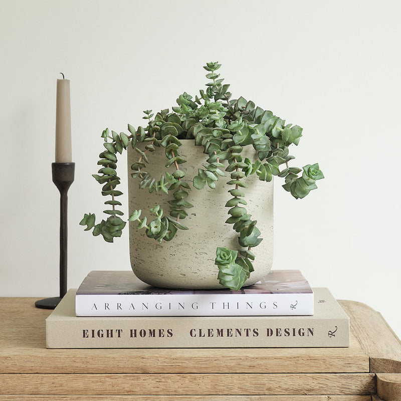 Hanging Crassula Hottentot