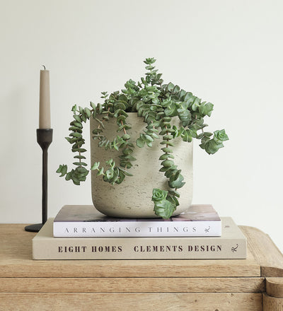 Hanging Crassula Hottentot