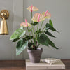 Artificial Pink Anthurium