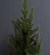 Picea Conica