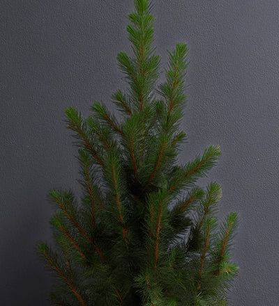 Picea Conica