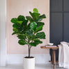 Artificial Fig Pair