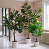 Artificial Fiddle-leaf Fig Tree