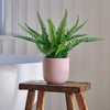 Artificial Boston Fern