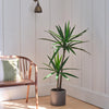 Artificial Yucca Plant