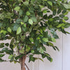 Artificial African Fig Tree